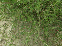 Indigofera trifoliata glandulifera
