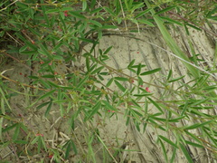 Indigofera trifoliata glandulifera