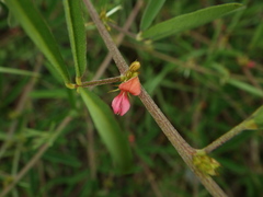 Indigofera trifoliata glandulifera