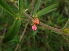 Indigofera trifoliata glandulifera