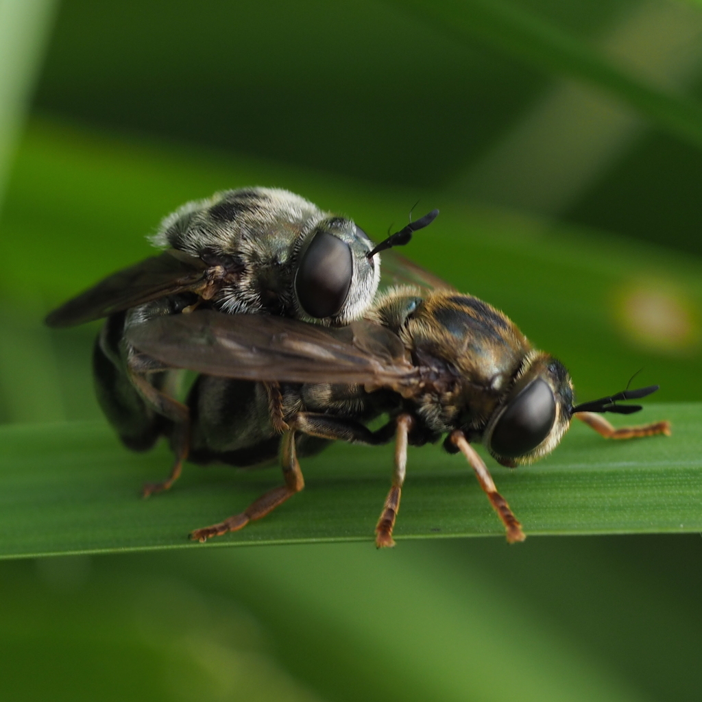 Microdon devius