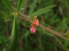 Indigofera trifoliata glandulifera