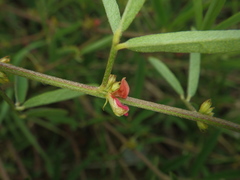 Indigofera trifoliata glandulifera