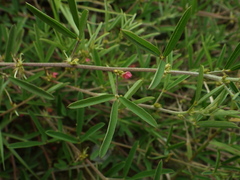 Indigofera trifoliata glandulifera