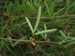 Indigofera trifoliata glandulifera