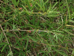 Indigofera trifoliata glandulifera