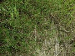 Indigofera trifoliata glandulifera