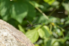 Asiagomphus pacificus