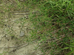 Indigofera trifoliata glandulifera