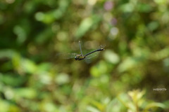 Asiagomphus pacificus