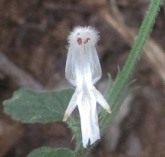 Leucas glabrata