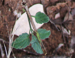 Leucas glabrata