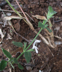 Leucas glabrata