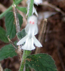 Leucas glabrata