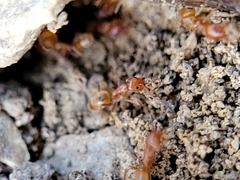 Forelius pruinosus