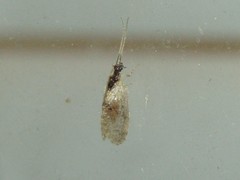 Sympherobius barberi