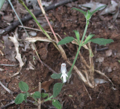 Leucas glabrata
