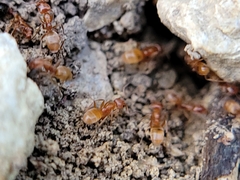 Forelius pruinosus