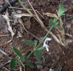 Leucas glabrata