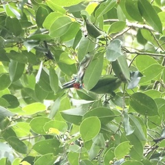 Psilopogon mystacophanos