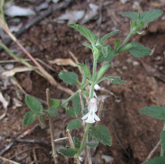 Leucas glabrata