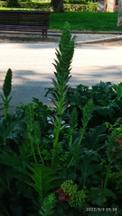 Acanthus mollis
