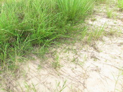 Indigofera trifoliata glandulifera