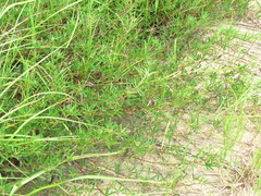 Indigofera trifoliata glandulifera