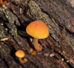 Gymnopilus eucalyptorum