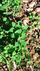 Chenopodium vulvaria