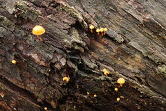 Gymnopilus eucalyptorum