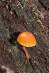 Gymnopilus eucalyptorum