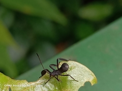 Mictis longicornis