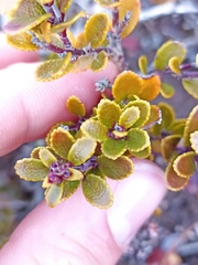 Gaultheria colensoi