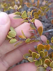 Gaultheria colensoi