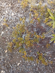 Gaultheria colensoi