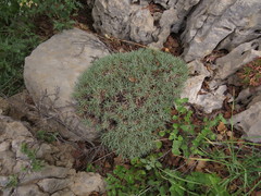Acantholimon libanoticum