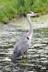 Ardea cinerea