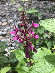 Stachys chamissonis cooleyae