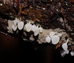 Physalacria australiensis