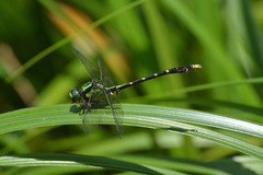 Nihonogomphus semanticus