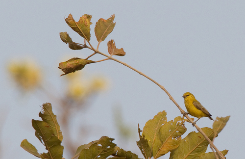 iNaturalist image
