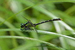 Nihonogomphus semanticus