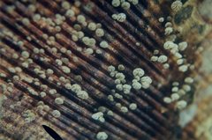 Cryptomarasmius rhopalostylidis