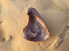 Texigryphaea