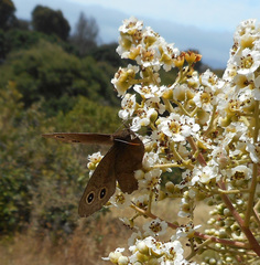 Cercyonis pegala boopis