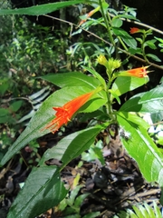 Cuphea appendiculata