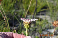 Mairia coriacea