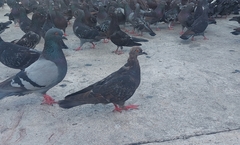 Columba livia