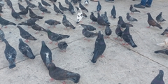 Columba livia